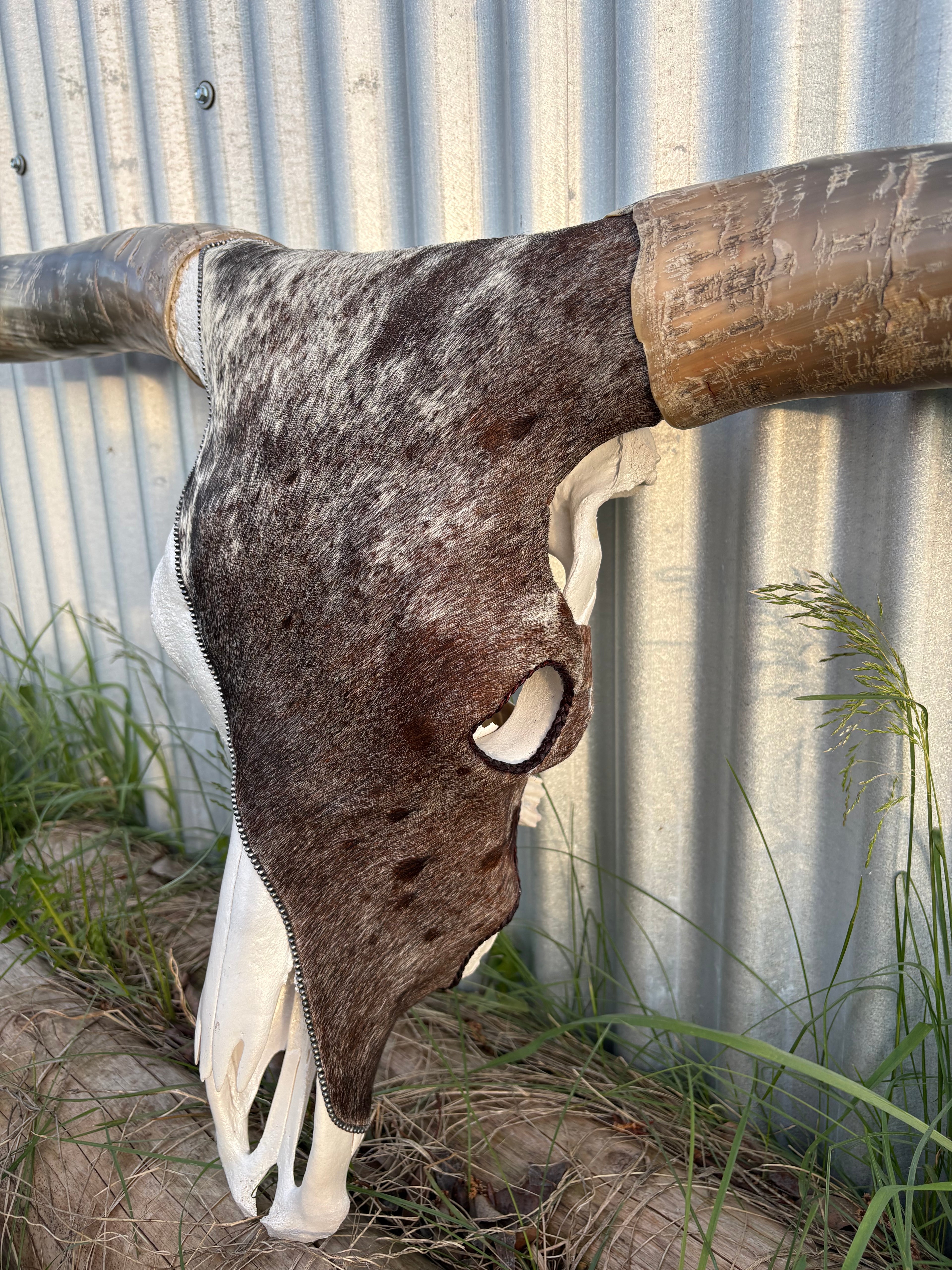 Red Roan Longhorn