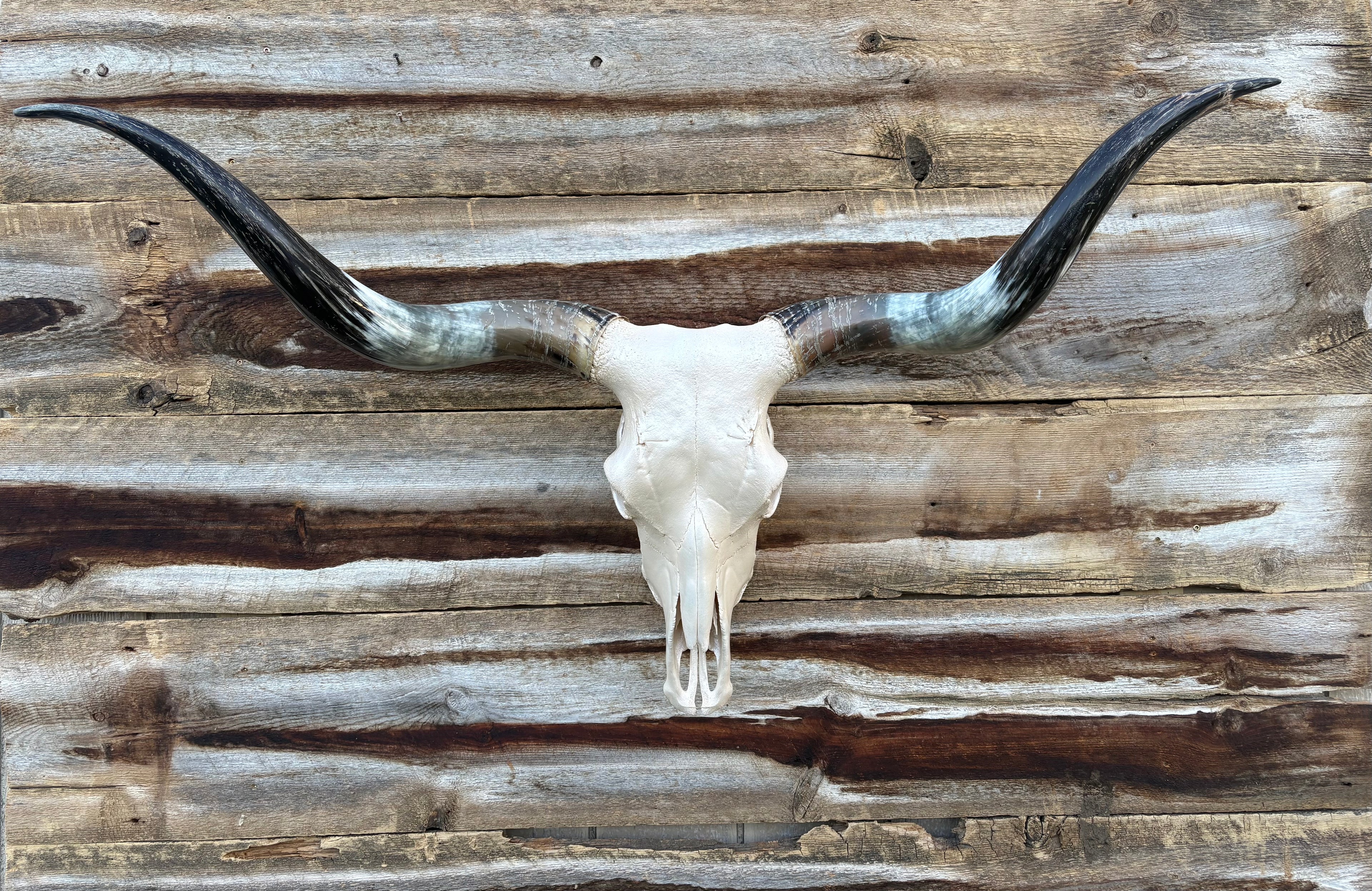 Ivory Pearl Longhorn