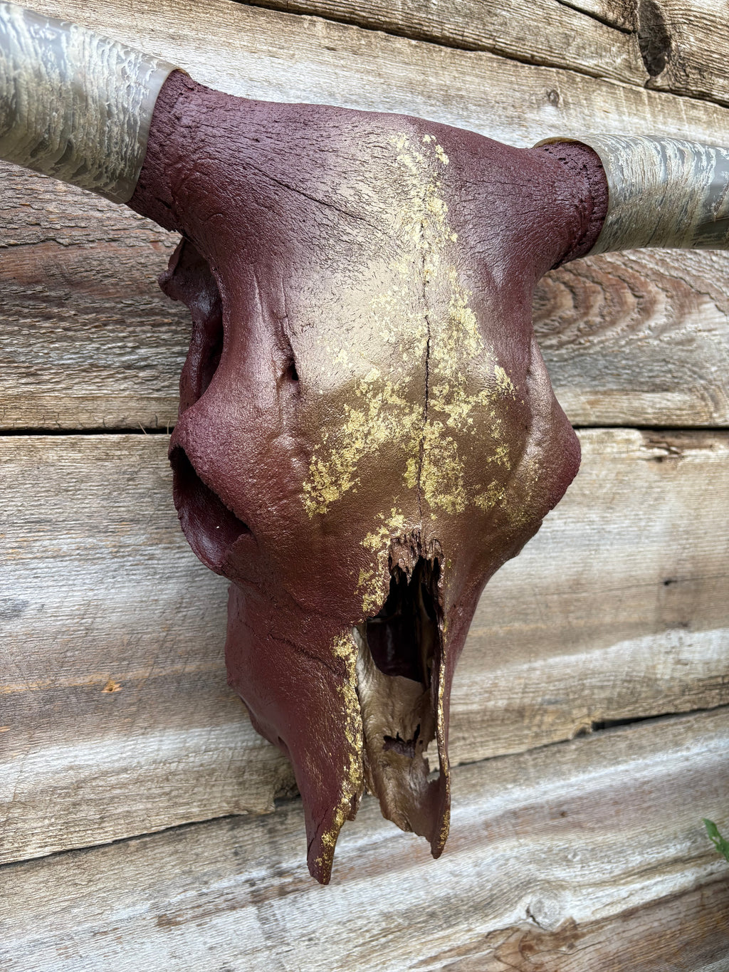 Maroon & Gold Longhorn