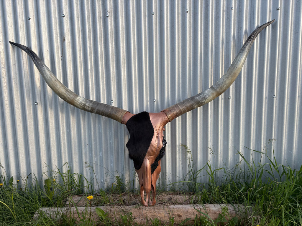 Black and Copper Longhorn