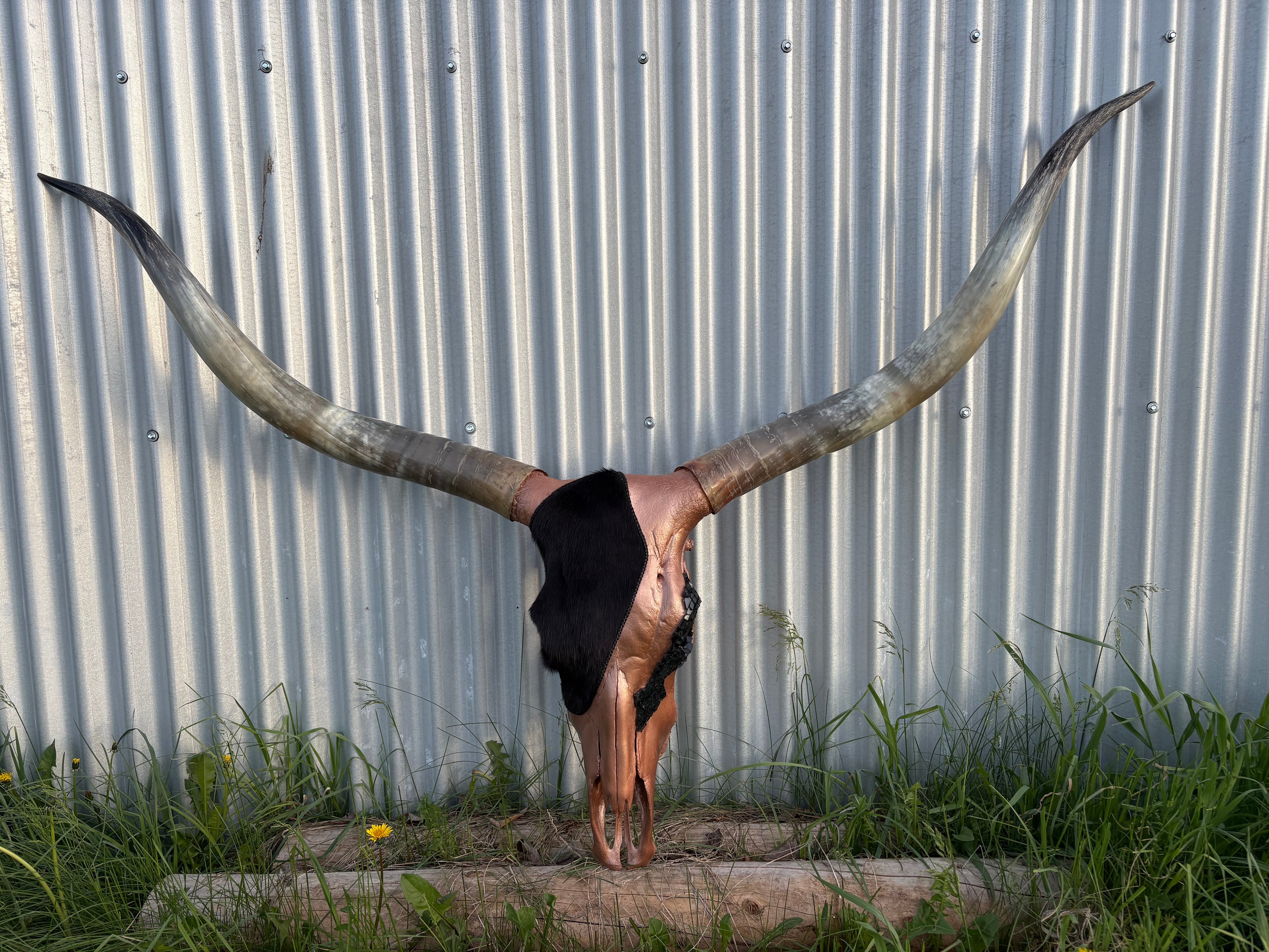 Black and Copper Longhorn