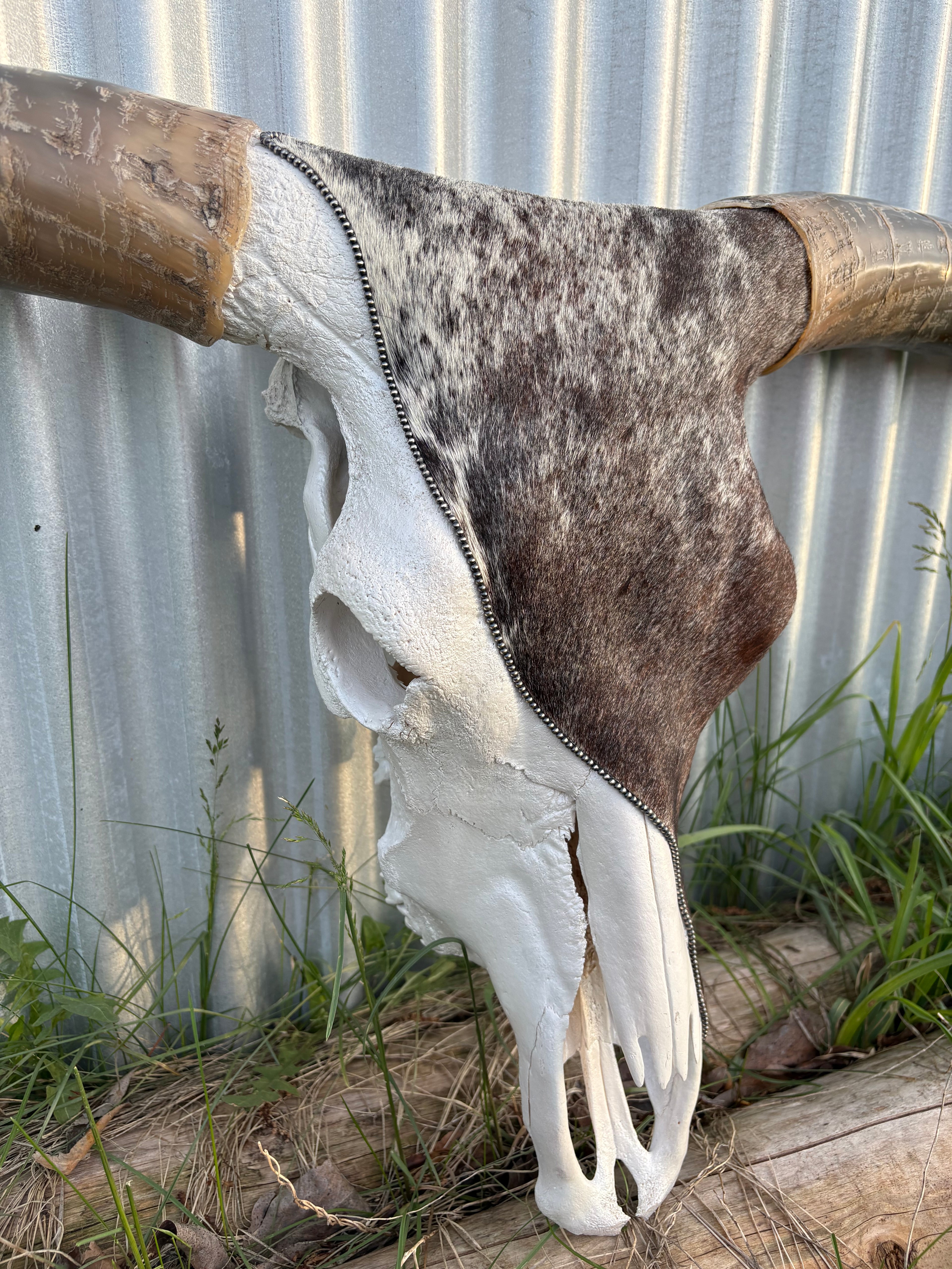 Red Roan Longhorn