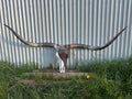 Red Roan Longhorn