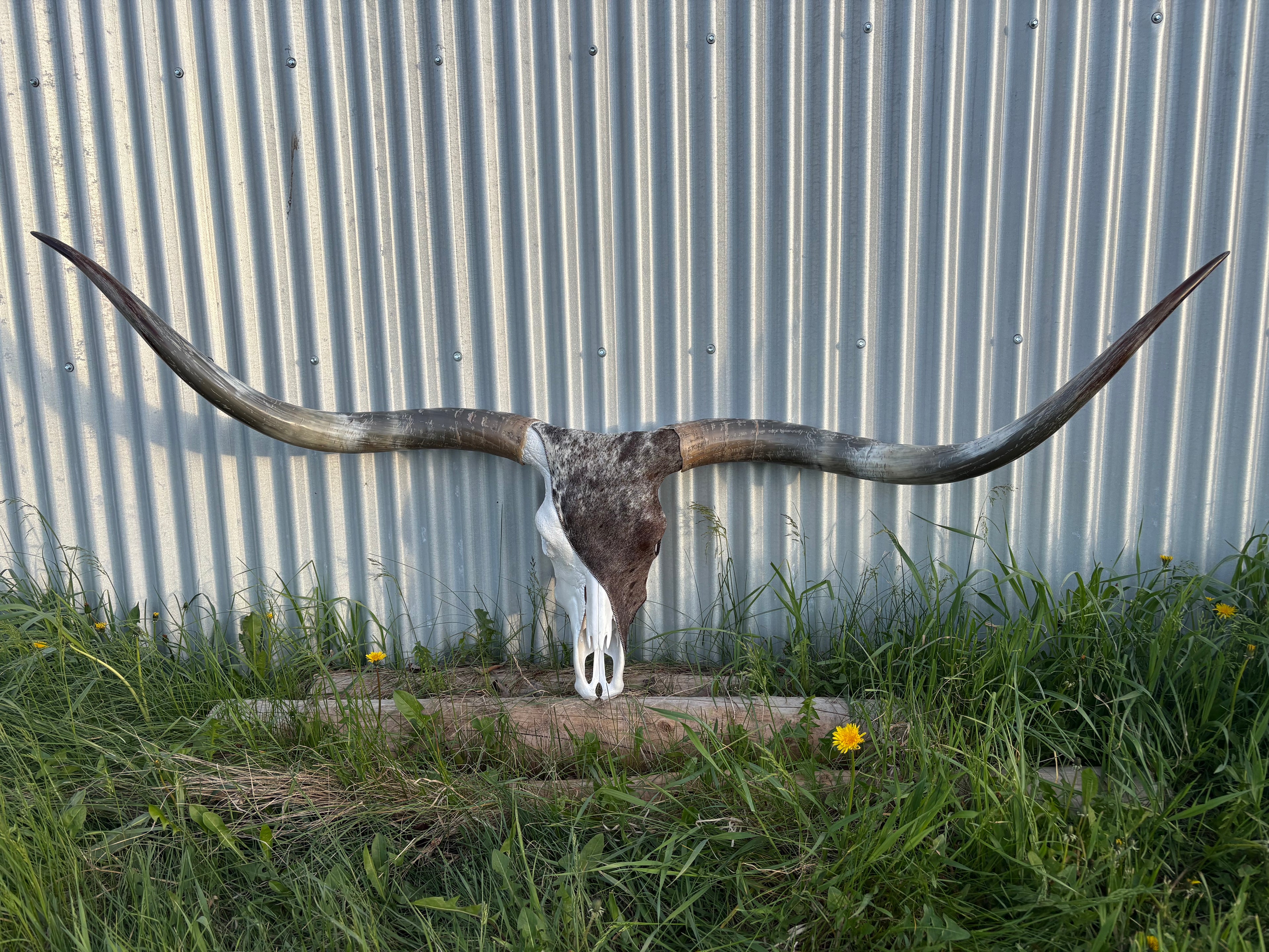 Red Roan Longhorn