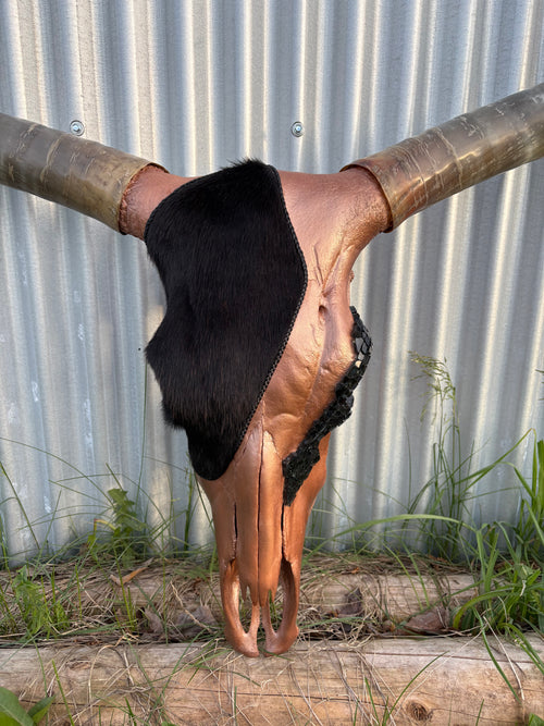 Black and Copper Longhorn