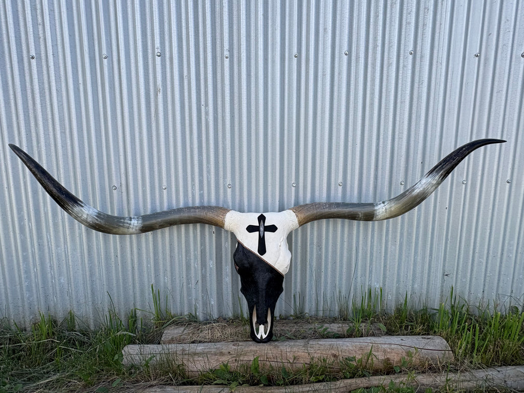 Black and White Longhorn