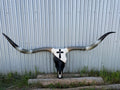 Black and White Longhorn