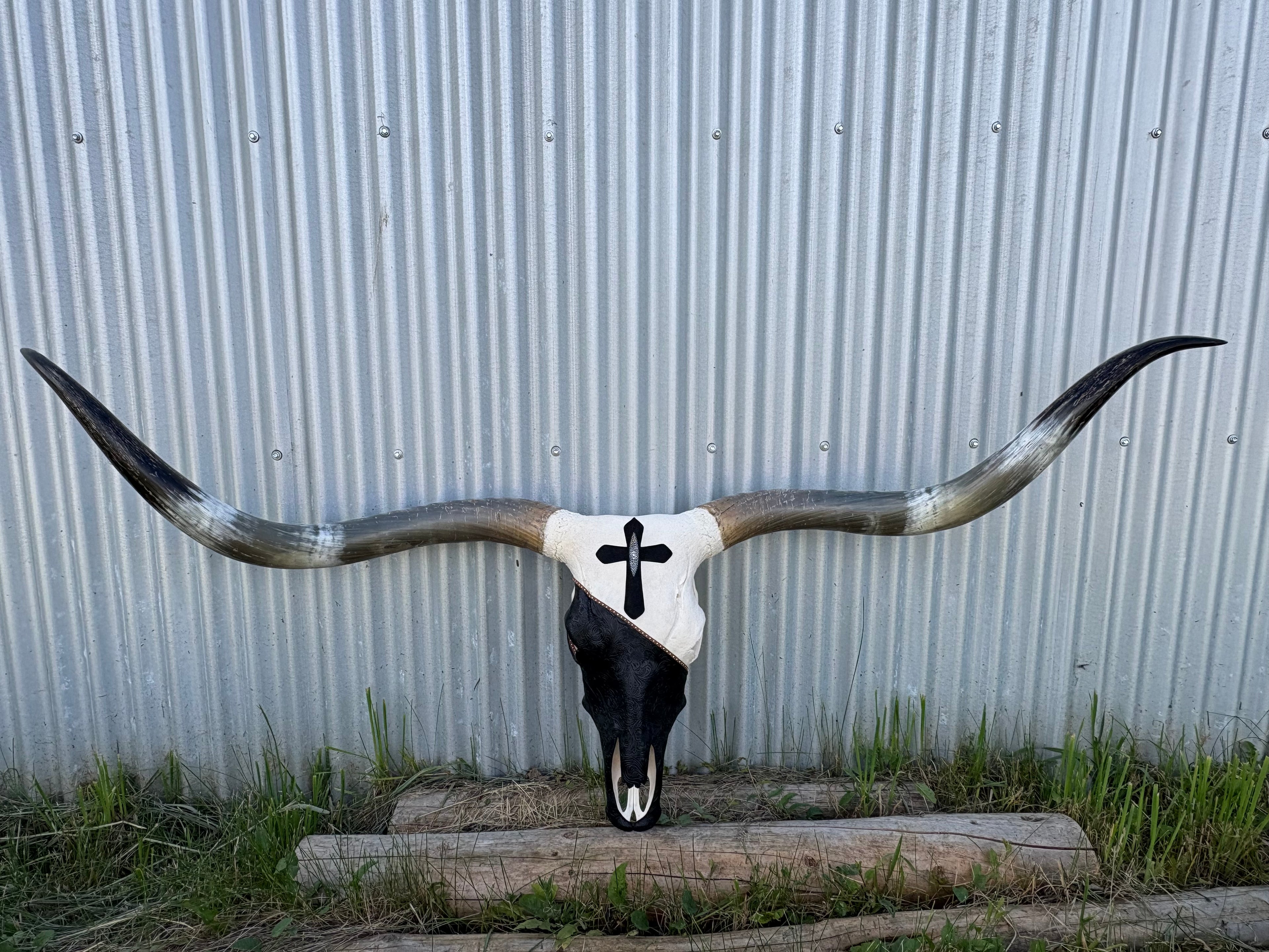 Black and White Longhorn